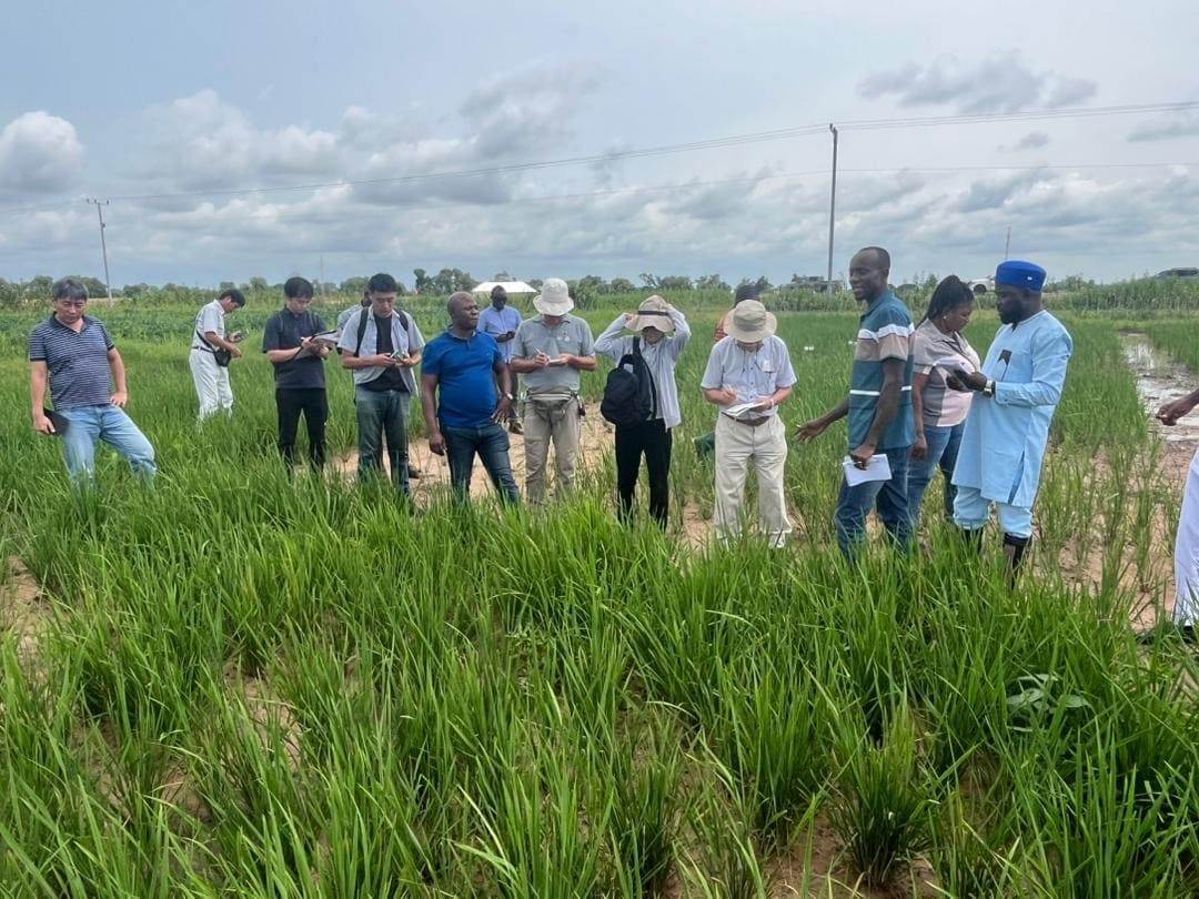 JICA delegation visits CSIR-SARI on rice value chain advisory mission